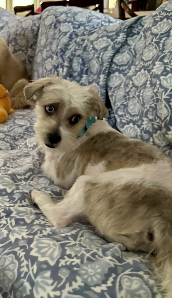 MO, an adoptable Havanese, Terrier in Beaumont, CA, 92223 | Photo Image 1