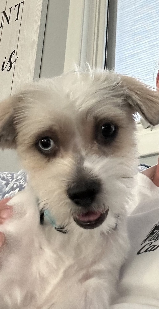 MO, an adoptable Havanese, Terrier in Beaumont, CA, 92223 | Photo Image 2