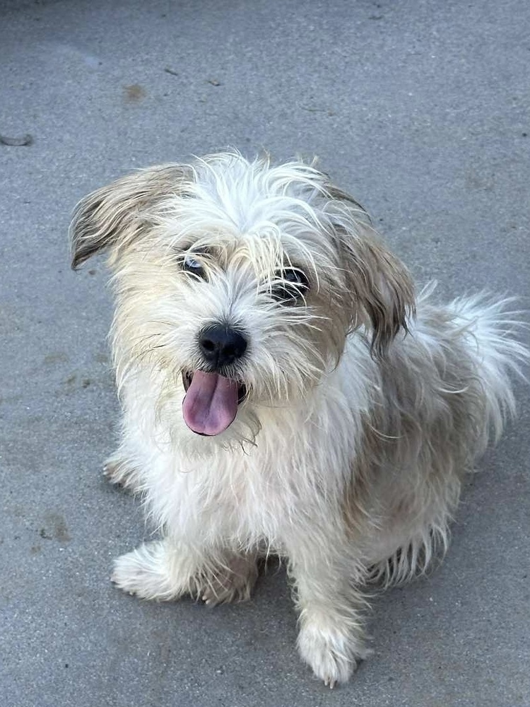 MO, an adoptable Havanese, Terrier in Beaumont, CA, 92223 | Photo Image 3