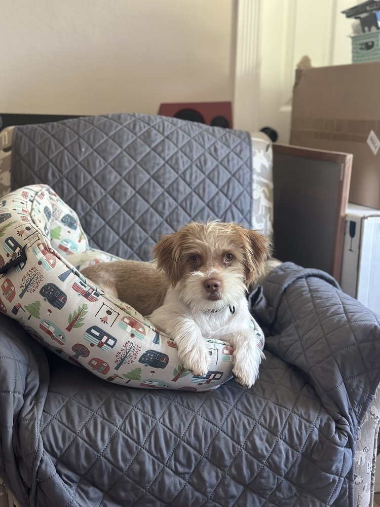 JACK, an adoptable Havanese, Terrier in Beaumont, CA, 92223 | Photo Image 1
