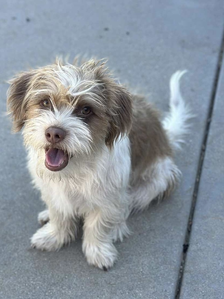 JACK, an adoptable Havanese, Terrier in Beaumont, CA, 92223 | Photo Image 2