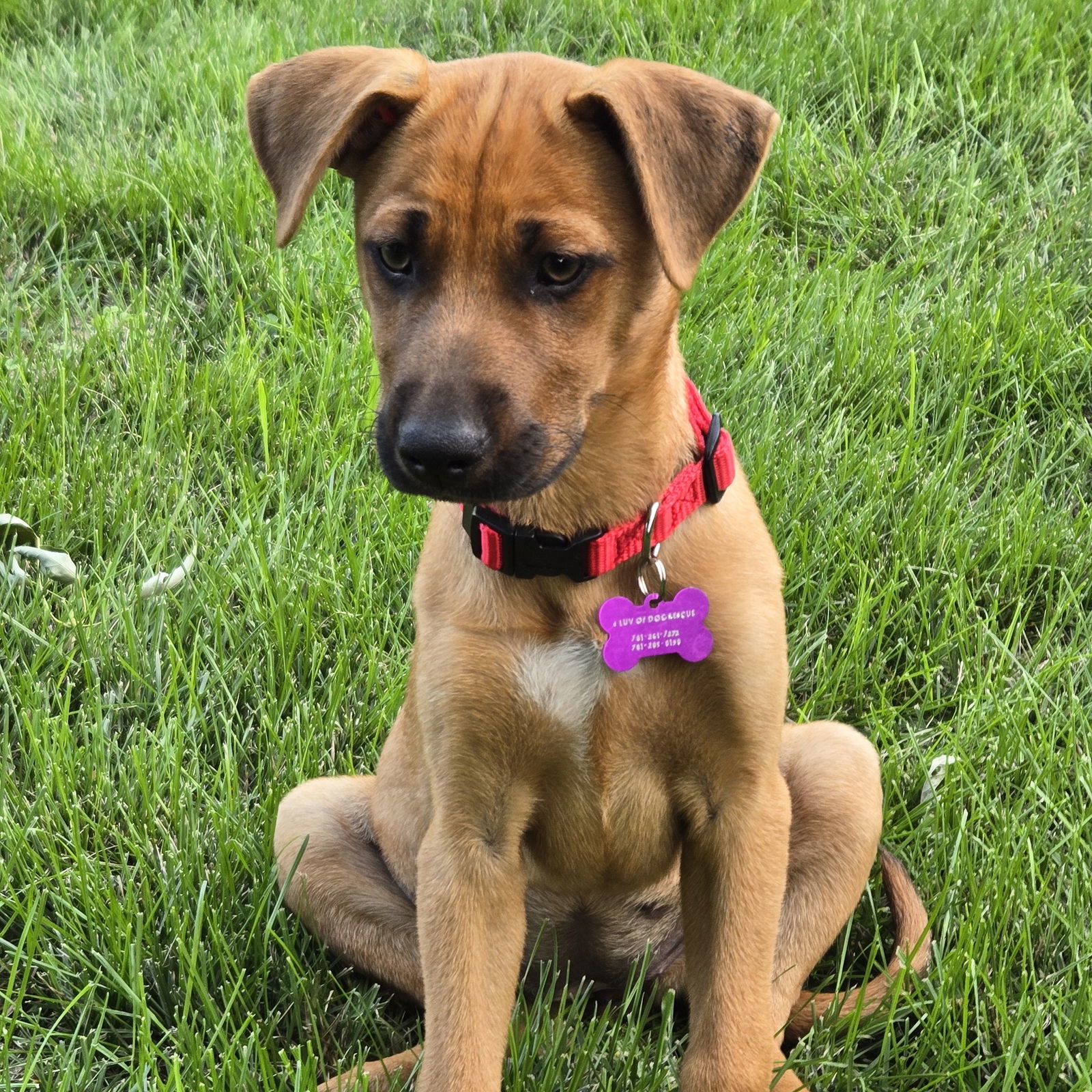 Sky, an adoptable Entlebucher in Fargo, ND, 58103 | Photo Image 2