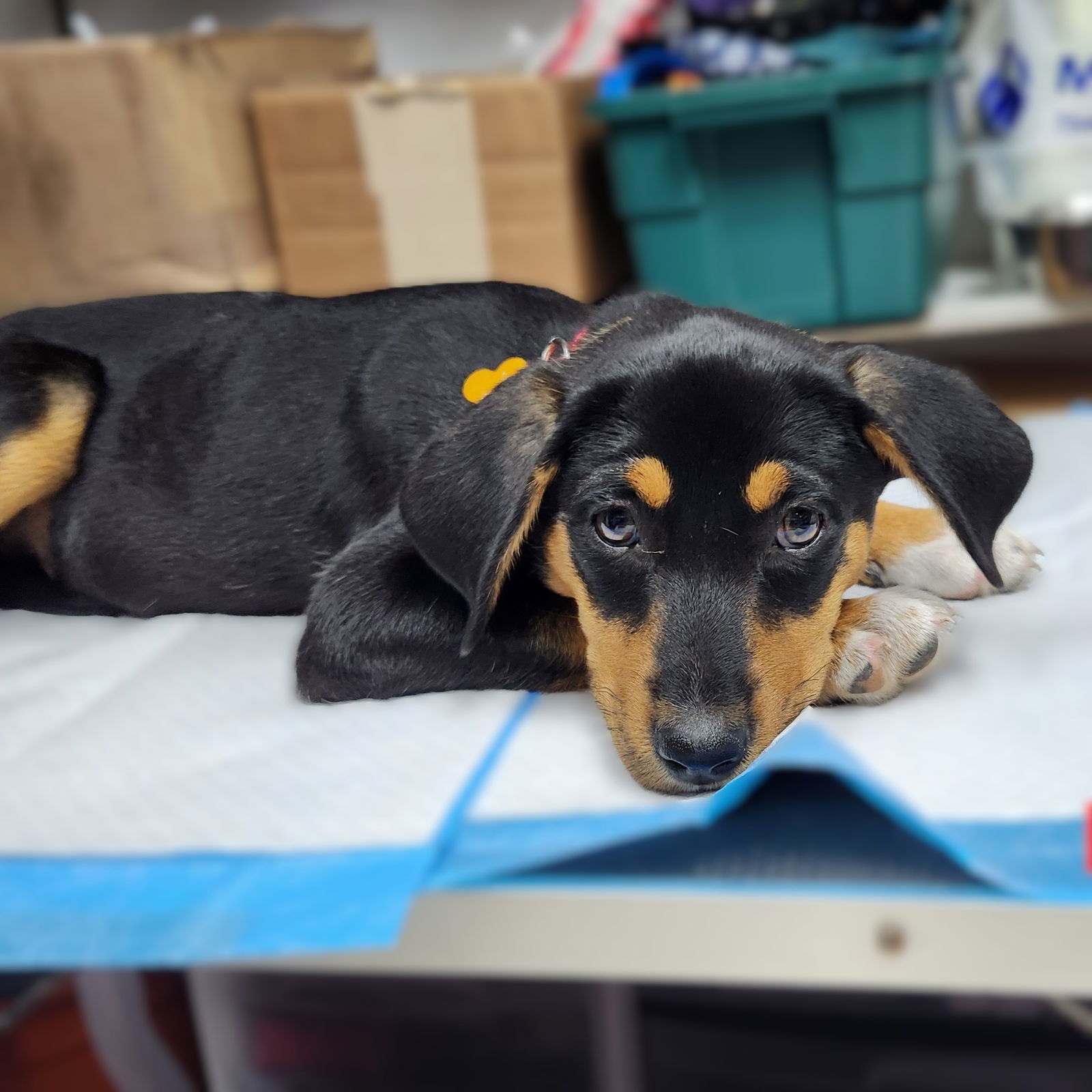 Ersa, an adoptable Entlebucher in Fargo, ND, 58103 | Photo Image 1