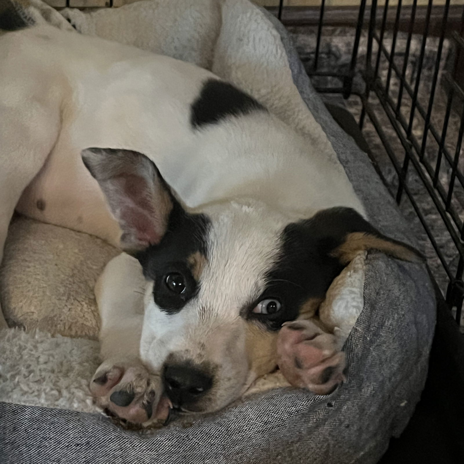 Kuhn, an adoptable Entlebucher in Fargo, ND, 58103 | Photo Image 1