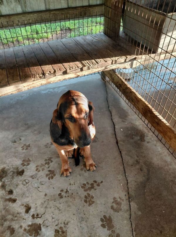 Rufus