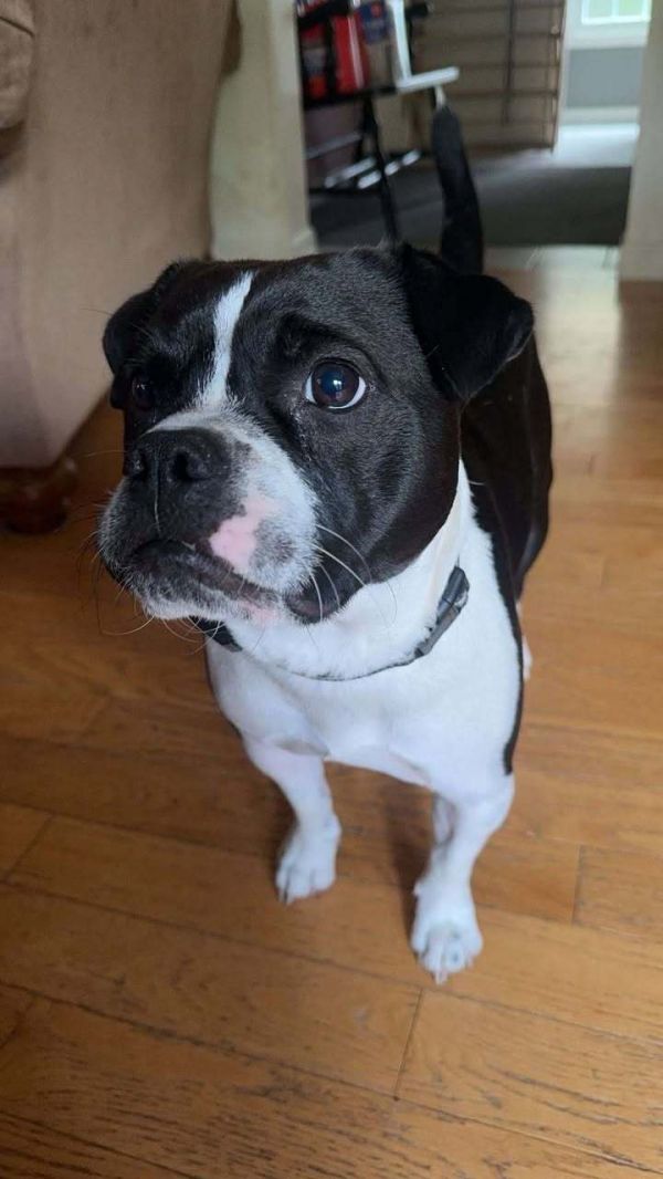 Louie