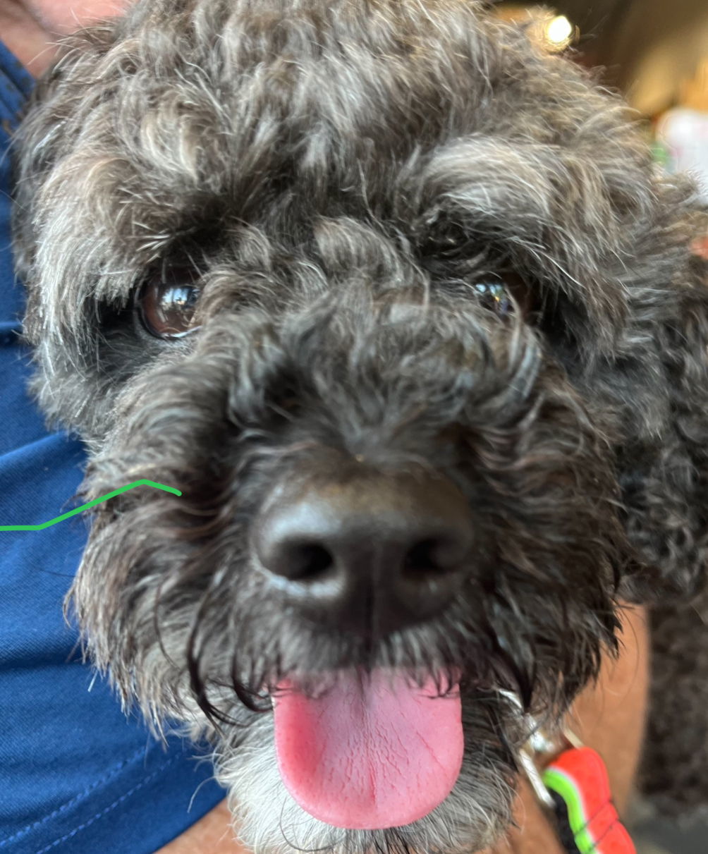 CIVIC, an adoptable Cockapoo, Bichon Frise in Minesing, ON, L9X 0C2 | Photo Image 1