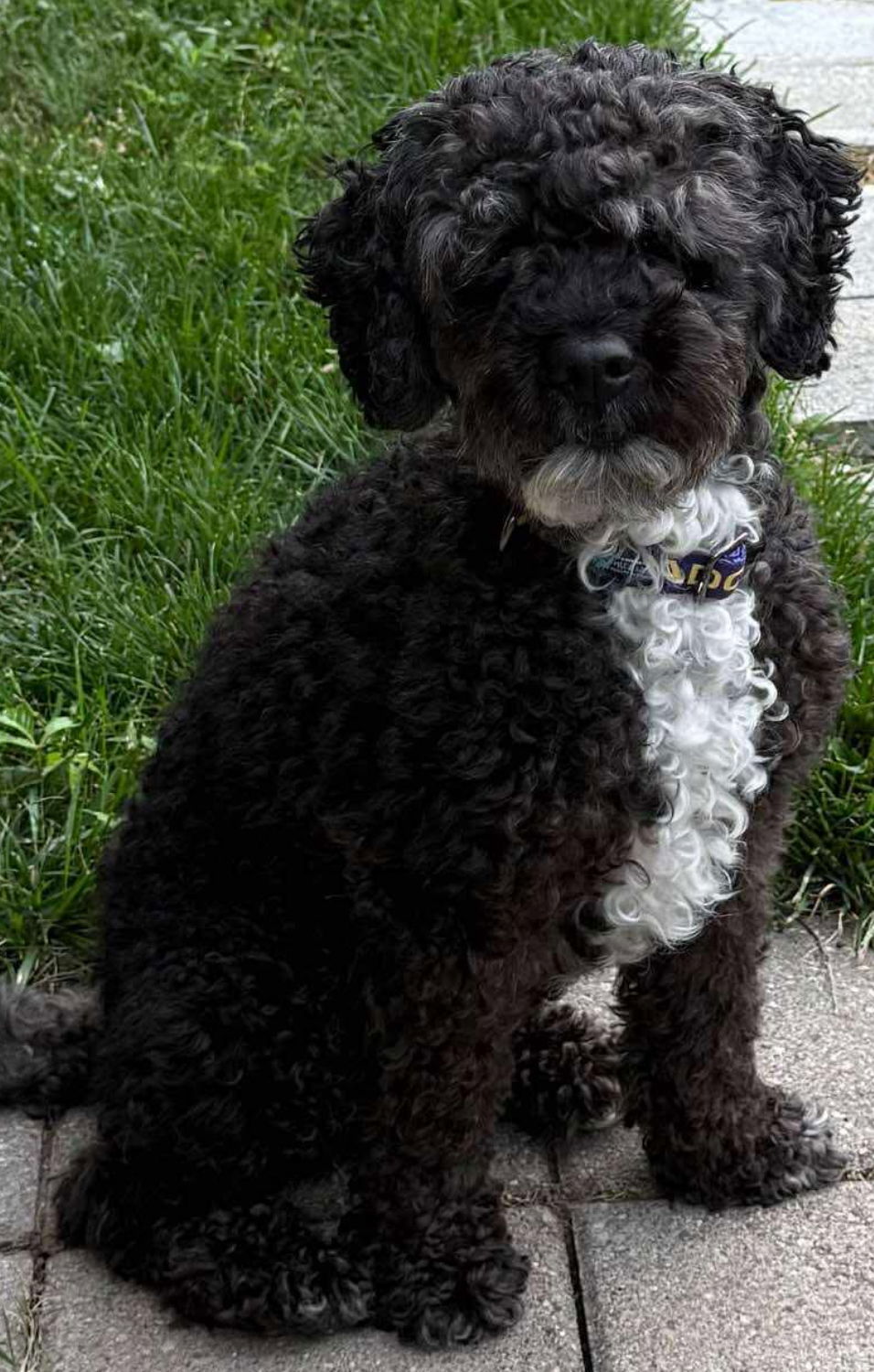 CIVIC, an adoptable Cockapoo, Bichon Frise in Minesing, ON, L9X 0C2 | Photo Image 2