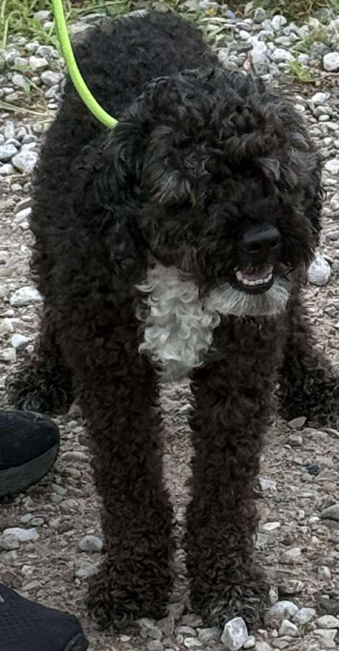CIVIC, an adoptable Cockapoo, Bichon Frise in Minesing, ON, L9X 0C2 | Photo Image 3