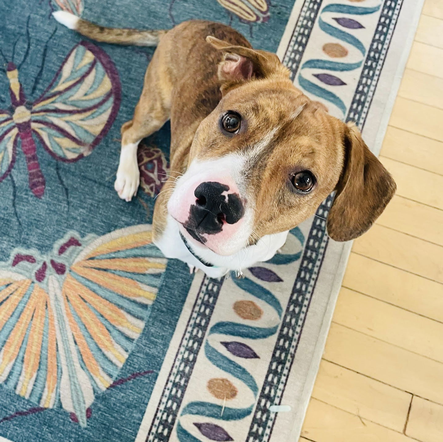 Nacho