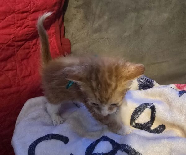 Castiel