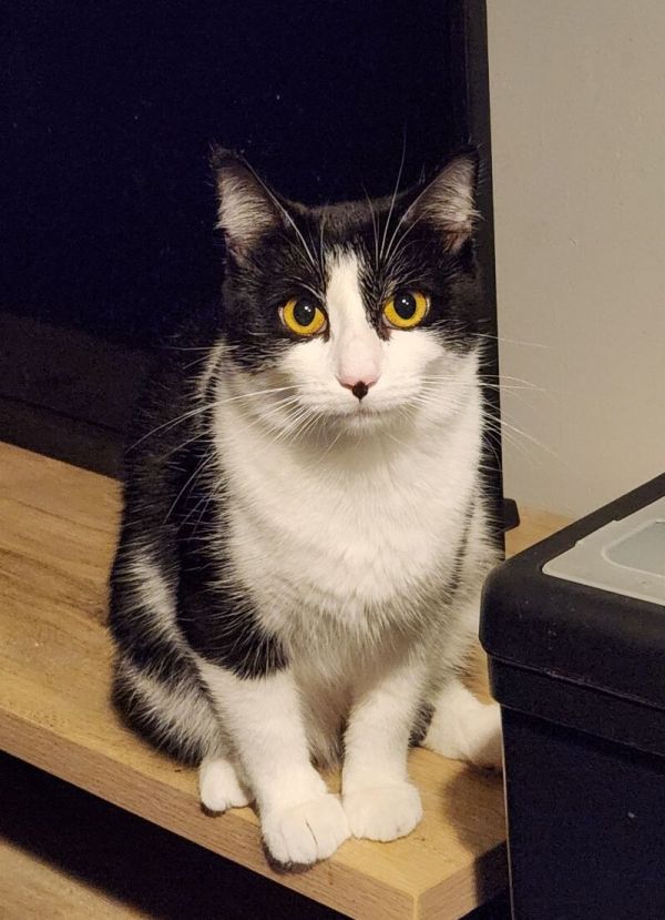 Phoebe