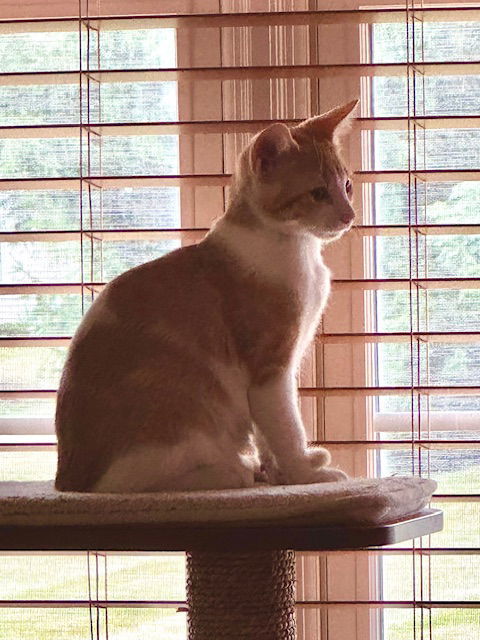 Oliver