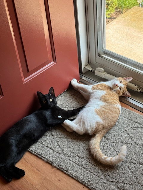 Luna and Oliver bonded siblings