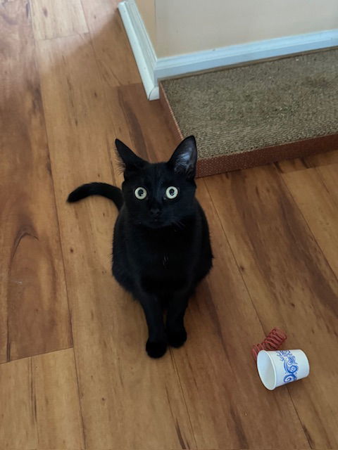 Luna and Oliver bonded siblings