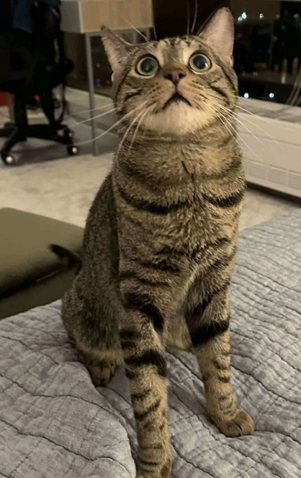 Tigger thumbnail 2