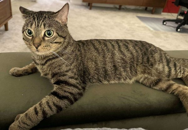Tigger thumbnail 3