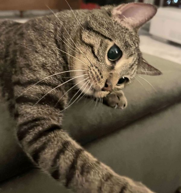 Tigger thumbnail 4