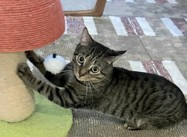 Tigger thumbnail 5