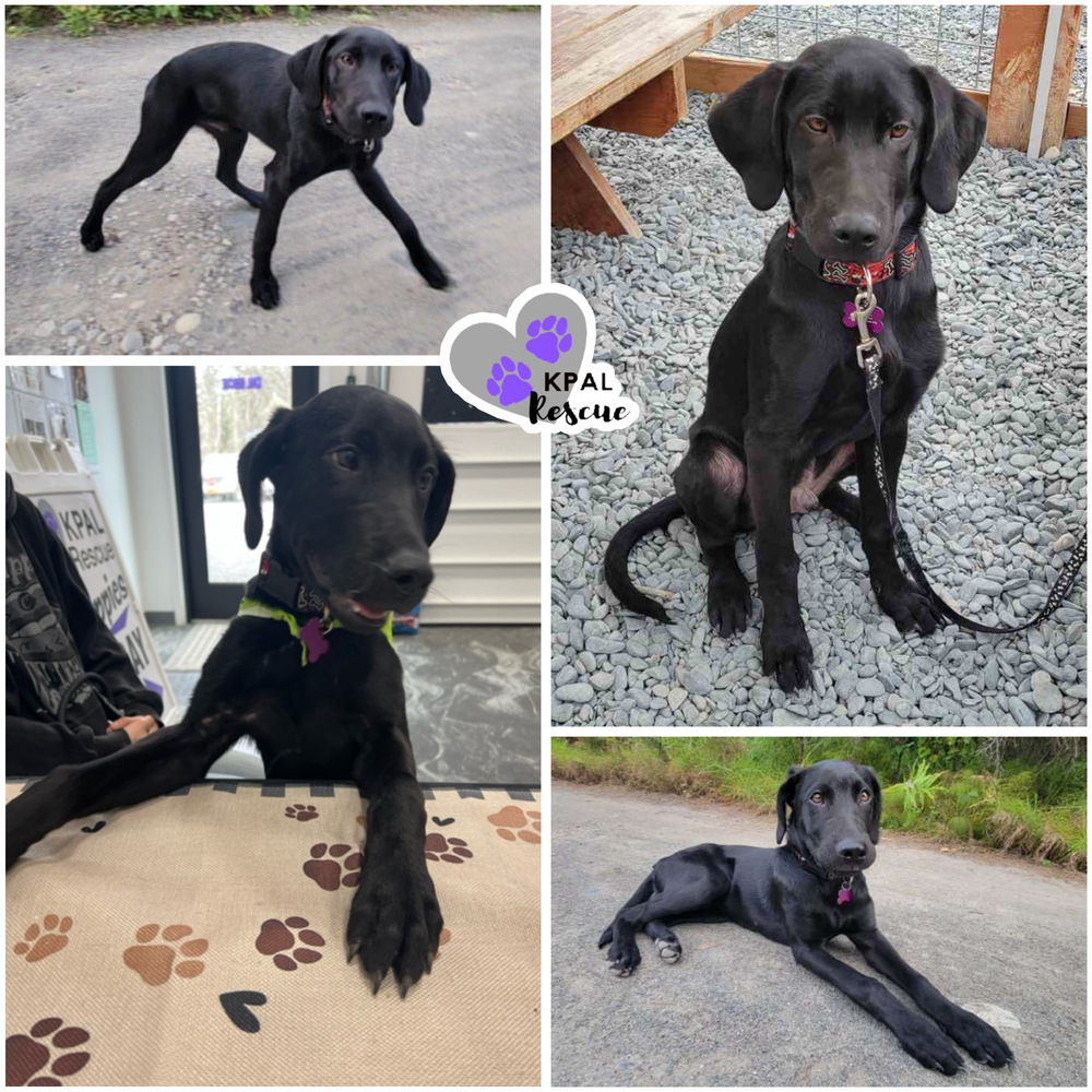 Max, an adoptable Mixed Breed in Kenai, AK, 99611 | Photo Image 1