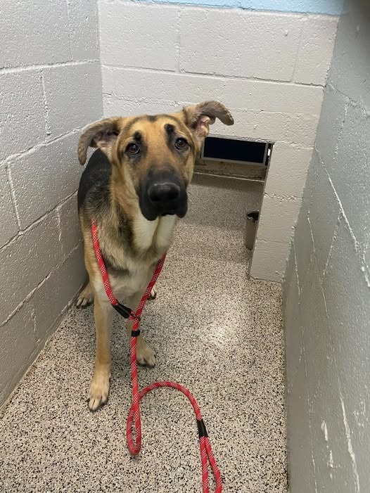 Sherlock thumbnail 2