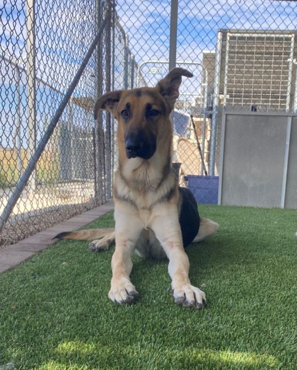 Sherlock thumbnail 3