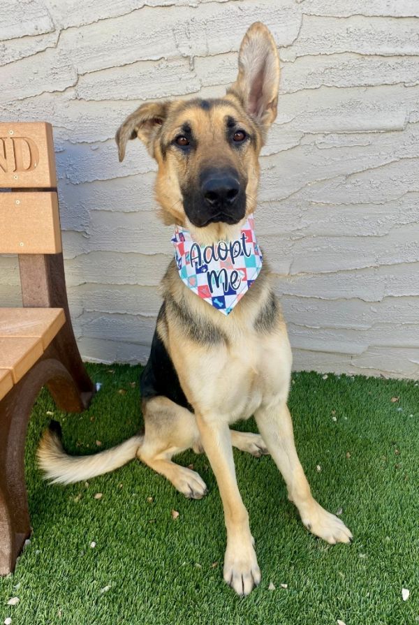 Sherlock thumbnail 5