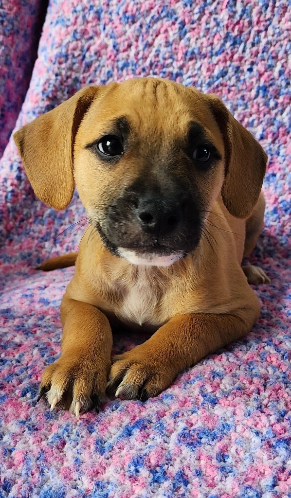Browzer