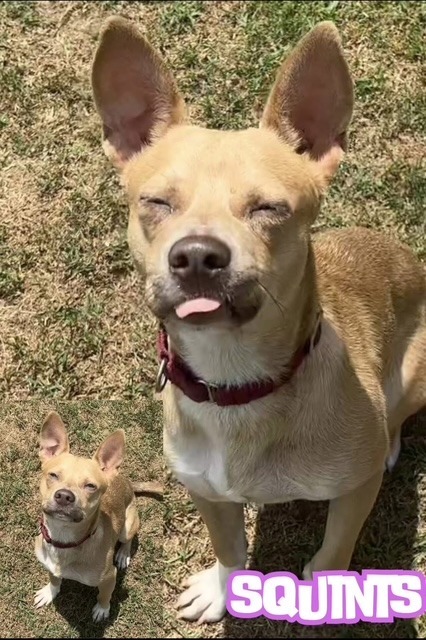 Squints
