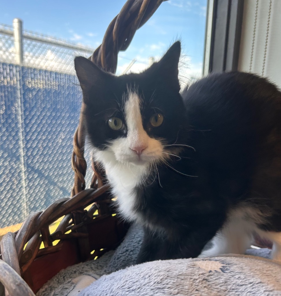 Kia, an adoptable Domestic Medium Hair in Minot, ND, 58702 | Photo Image 1