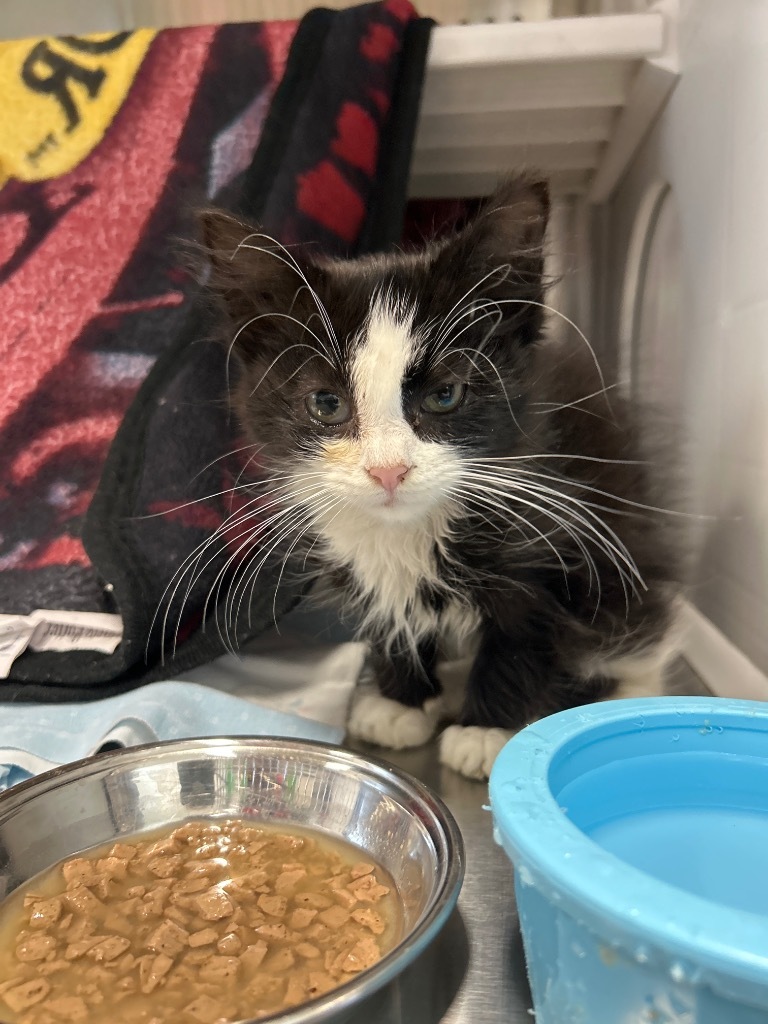 Kia, an adoptable Domestic Medium Hair in Minot, ND, 58702 | Photo Image 2