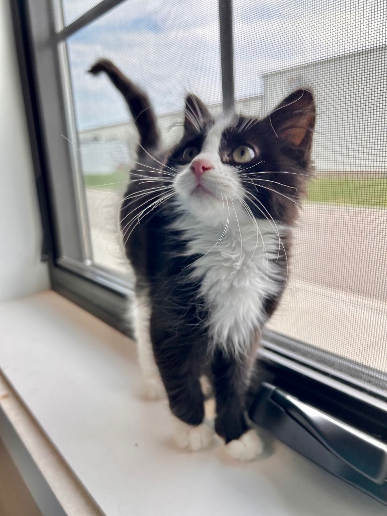 Kia, an adoptable Domestic Medium Hair in Minot, ND, 58702 | Photo Image 3