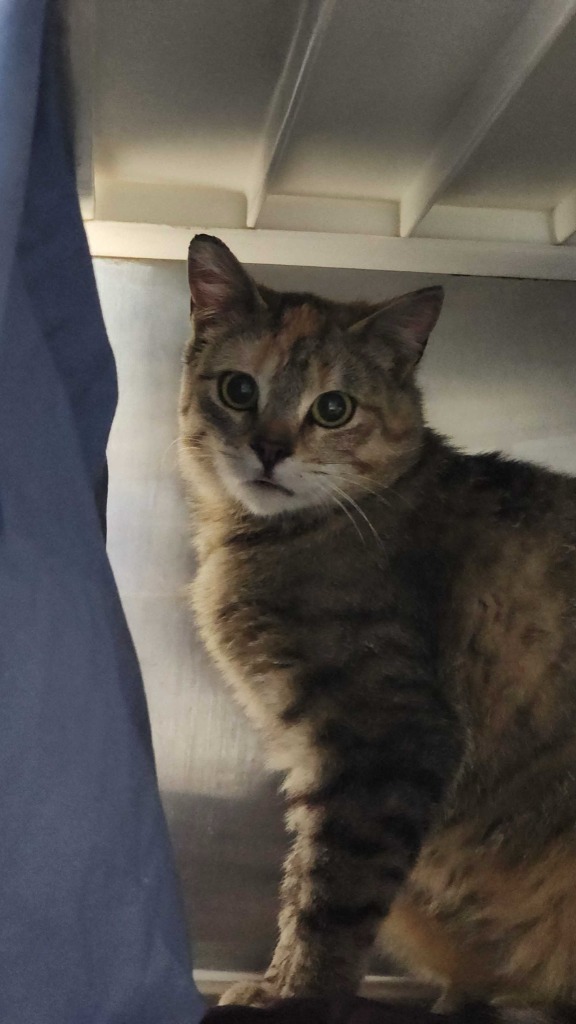Sherbert, an adoptable Domestic Short Hair in Minot, ND, 58702 | Photo Image 2