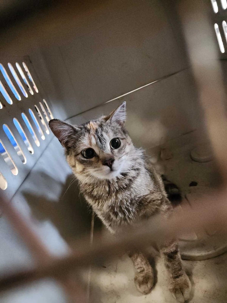 Sherbert, an adoptable Domestic Short Hair in Minot, ND, 58702 | Photo Image 3