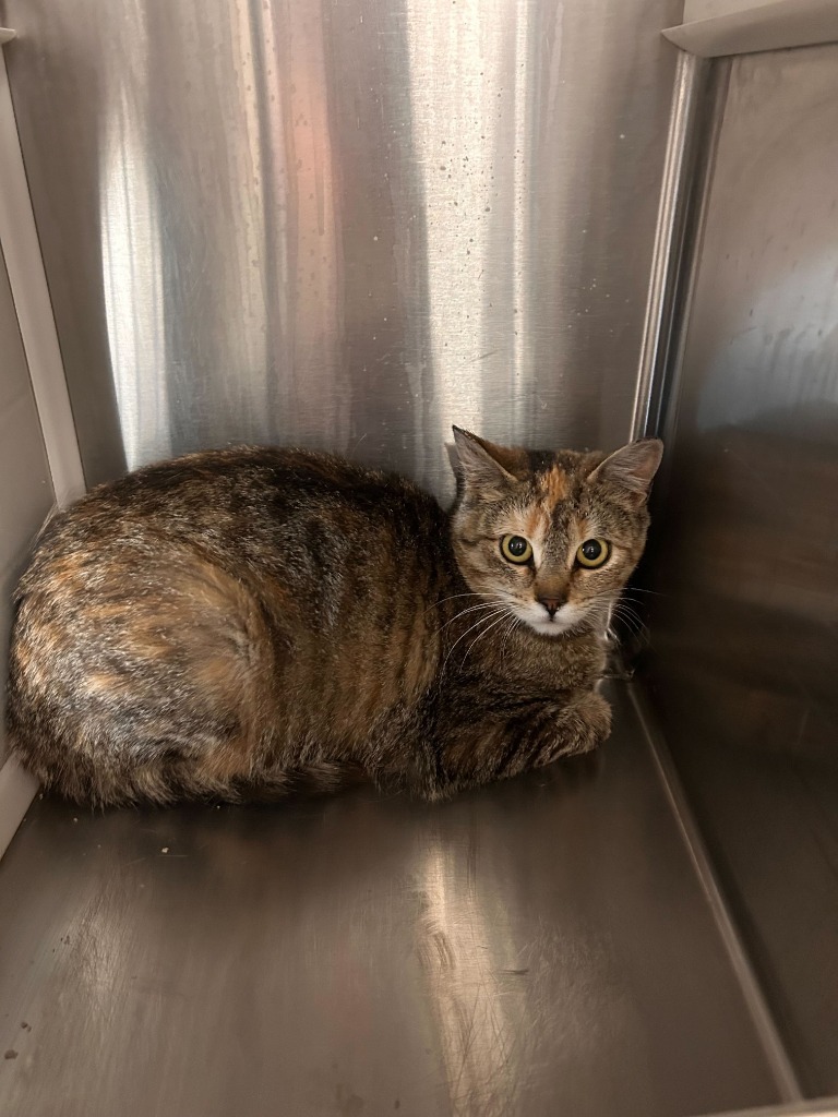Sherbert, an adoptable Domestic Short Hair in Minot, ND, 58702 | Photo Image 4