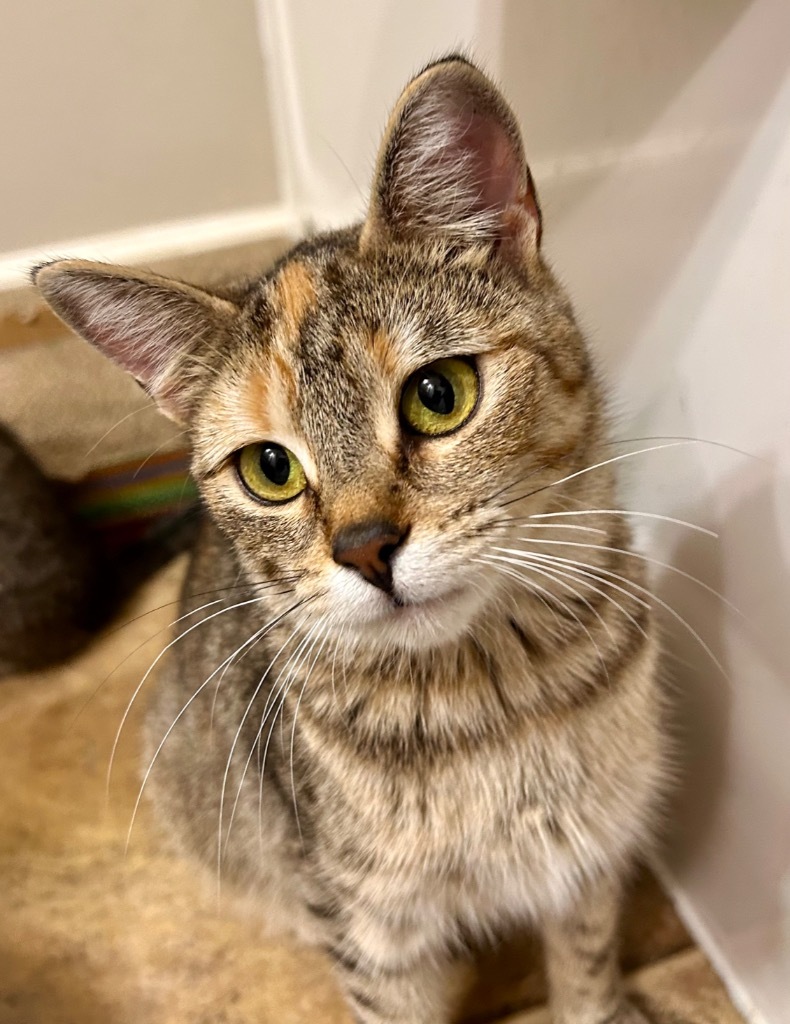 Sherbert, an adoptable Domestic Short Hair in Minot, ND, 58702 | Photo Image 6
