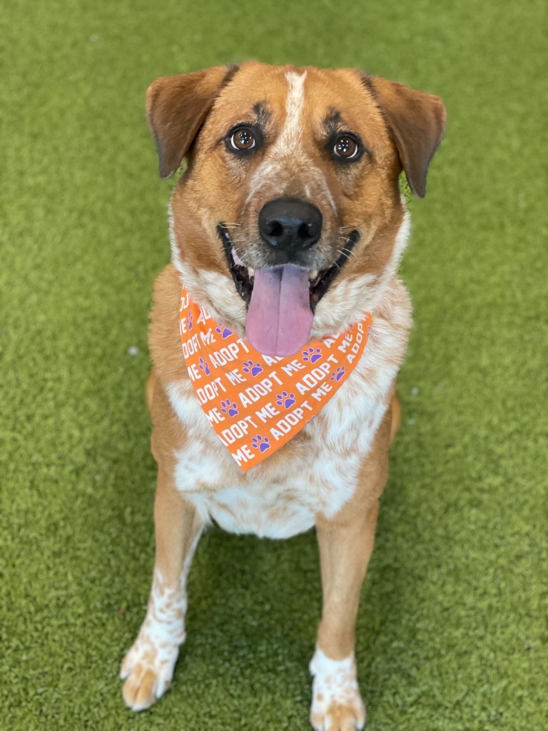 Spike, an adoptable Mixed Breed in Minot, ND, 58702 | Photo Image 1