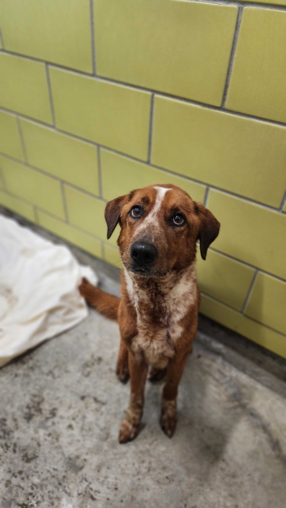 Spike, an adoptable Mixed Breed in Minot, ND, 58702 | Photo Image 2