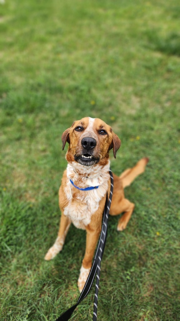 Spike, an adoptable Mixed Breed in Minot, ND, 58702 | Photo Image 3