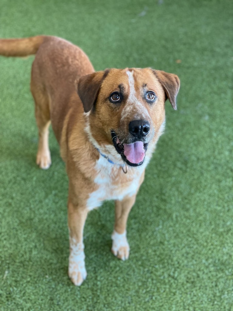 Spike, an adoptable Mixed Breed in Minot, ND, 58702 | Photo Image 4