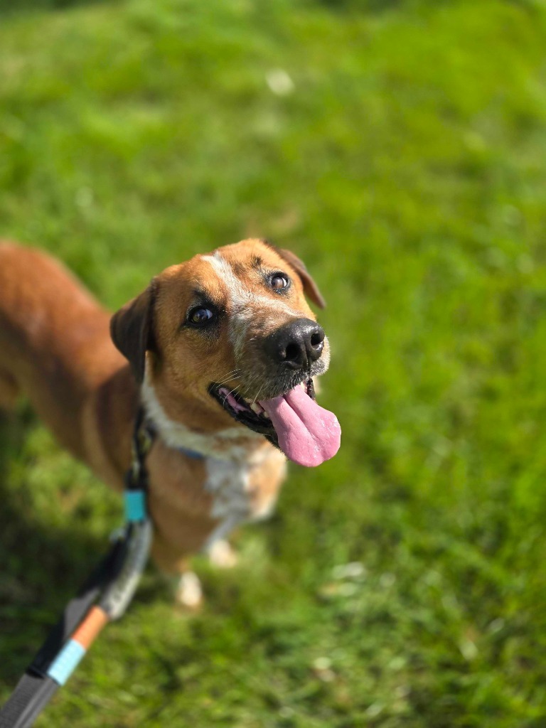 Spike, an adoptable Mixed Breed in Minot, ND, 58702 | Photo Image 5