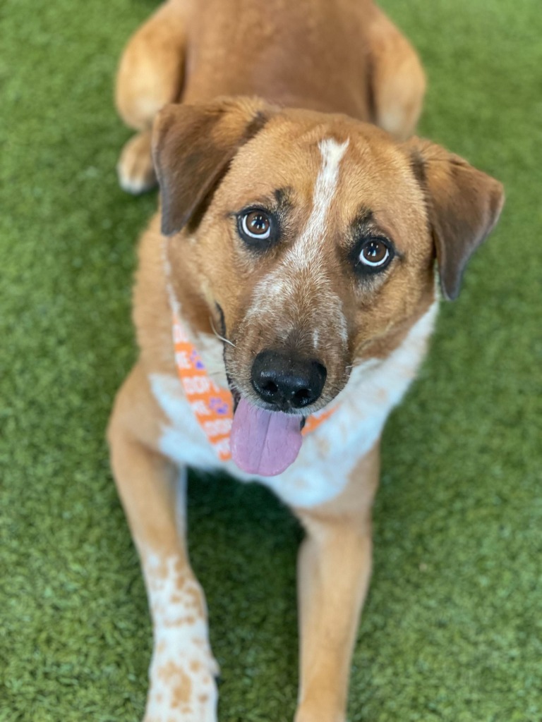 Spike, an adoptable Mixed Breed in Minot, ND, 58702 | Photo Image 6