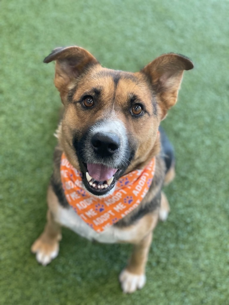 Cera, an adoptable Mixed Breed in Minot, ND, 58702 | Photo Image 1