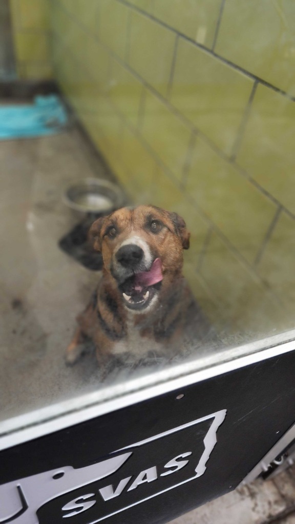 Cera, an adoptable Mixed Breed in Minot, ND, 58702 | Photo Image 2