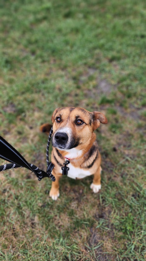 Cera, an adoptable Mixed Breed in Minot, ND, 58702 | Photo Image 3