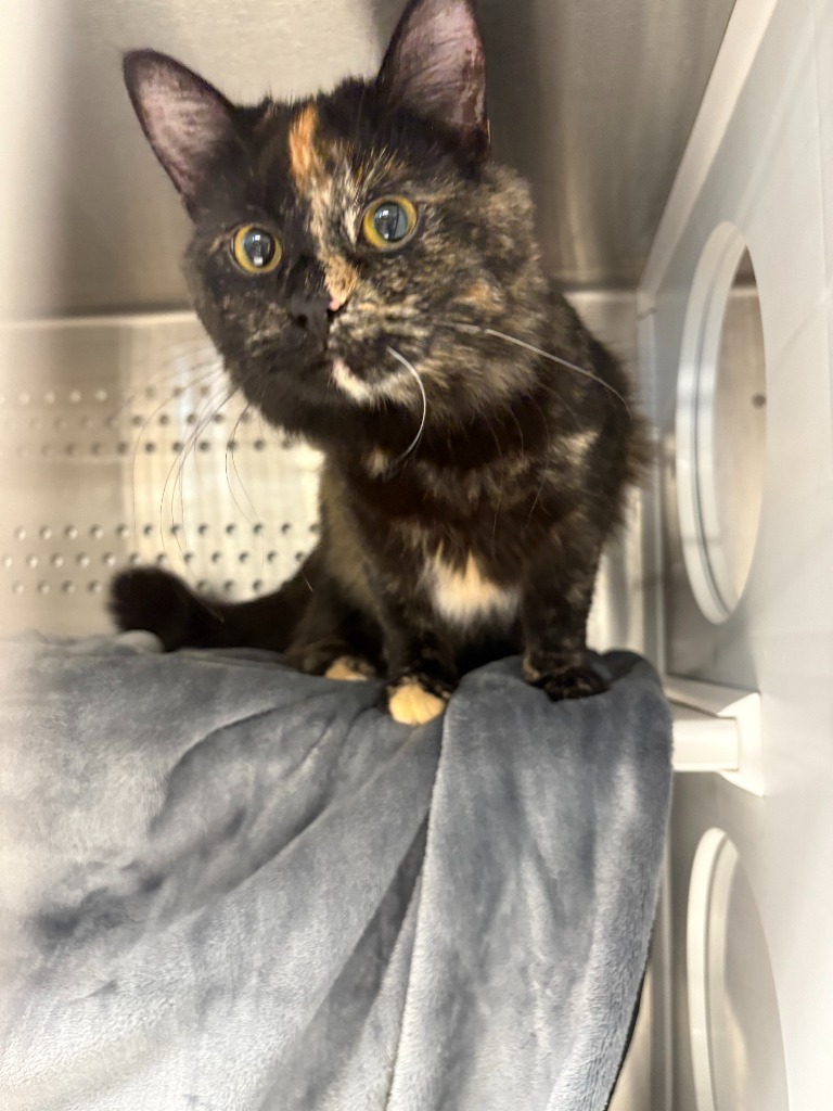 Medusa, an adoptable Domestic Long Hair in Minot, ND, 58702 | Photo Image 2
