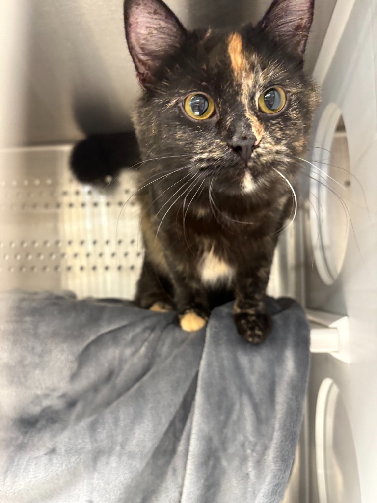 Medusa, an adoptable Domestic Long Hair in Minot, ND, 58702 | Photo Image 3