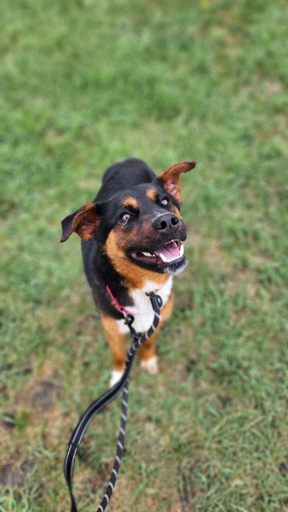 Ducky, an adoptable Mixed Breed in Minot, ND, 58702 | Photo Image 1