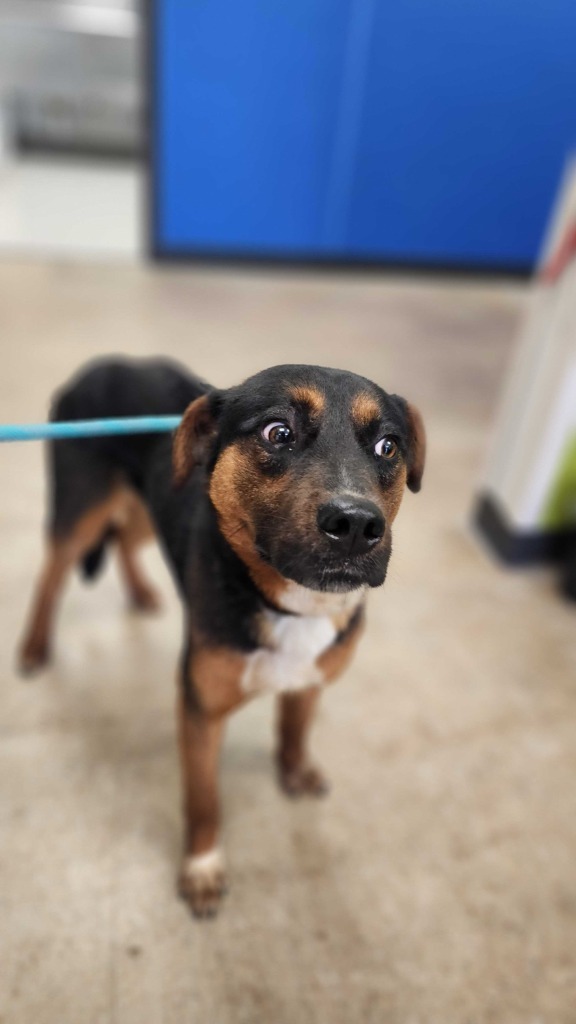 Ducky, an adoptable Mixed Breed in Minot, ND, 58702 | Photo Image 2