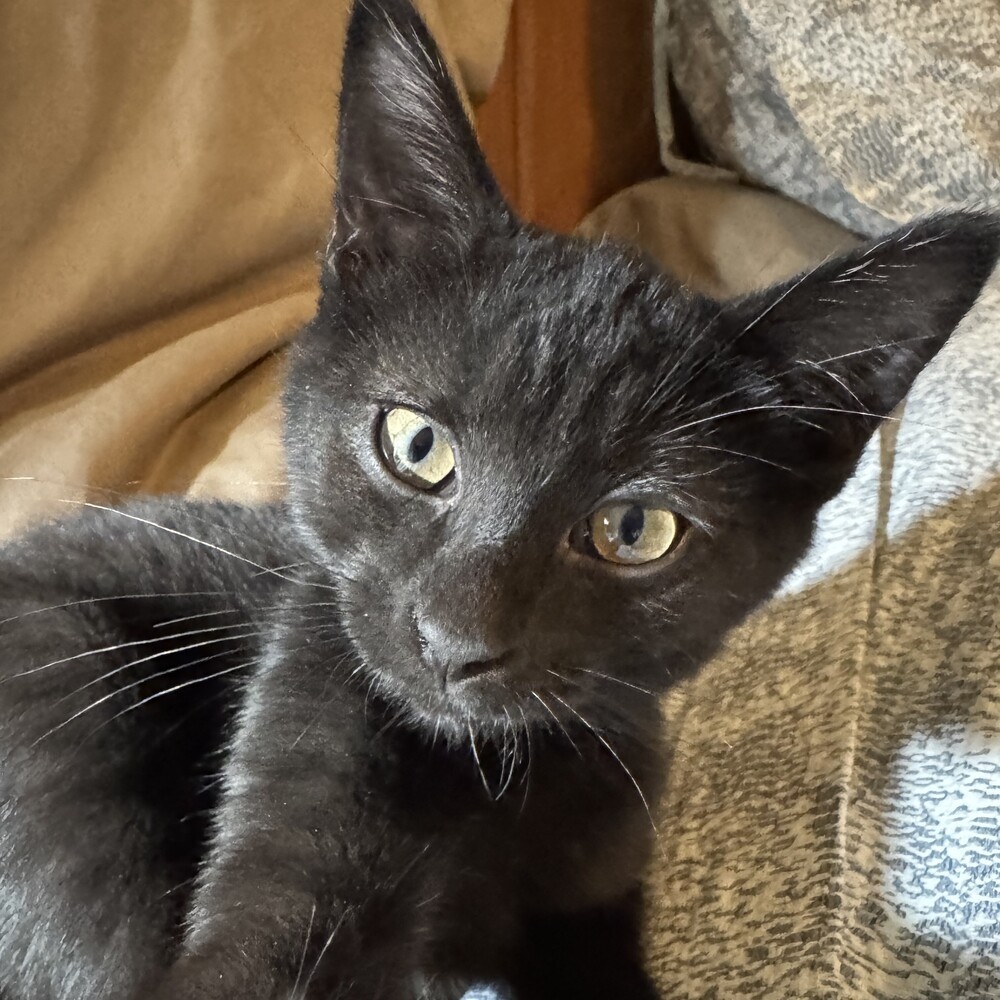 Nickel, an adoptable Domestic Short Hair in Aurora, CO, 80016 | Photo Image 1